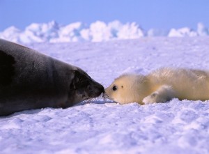 arctic baby animals