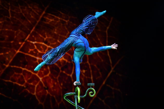 Cirque du Soleil OVO