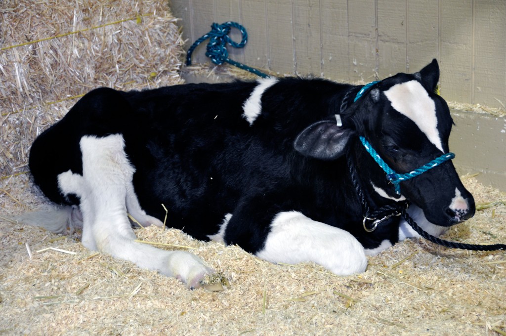 Cow at the OC Fair