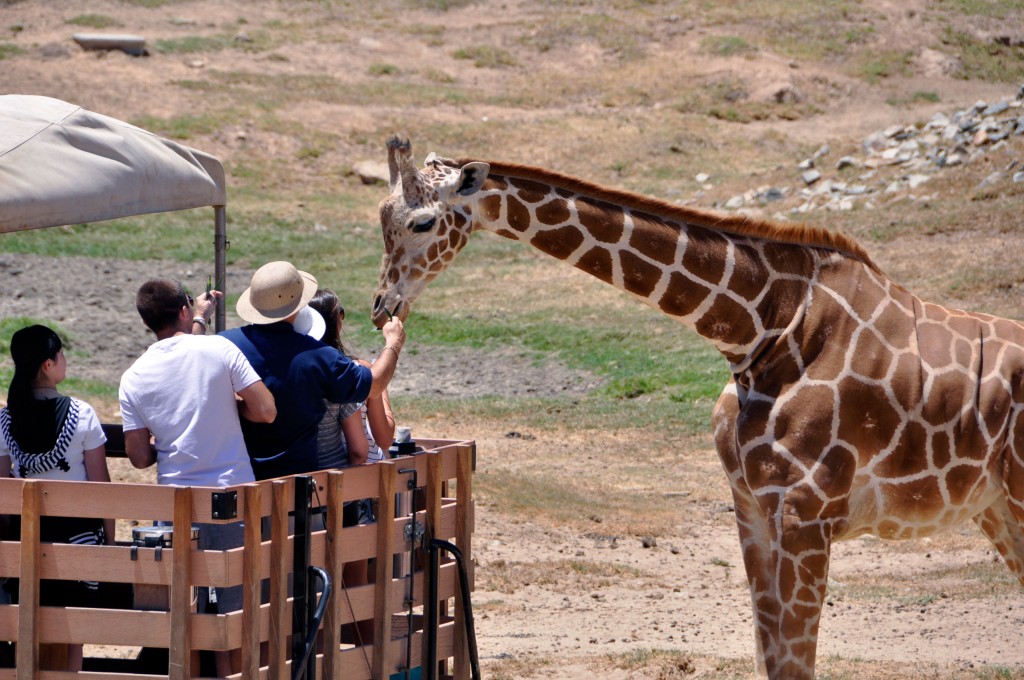 african safari san diego