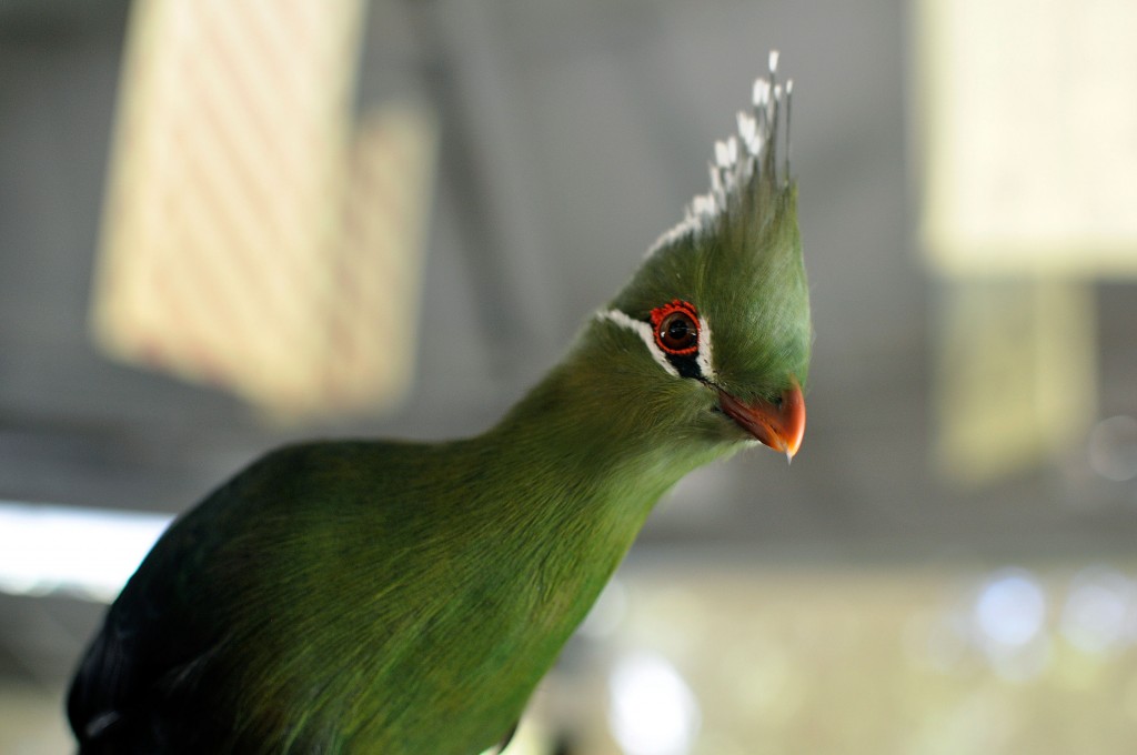 Turaco Bird