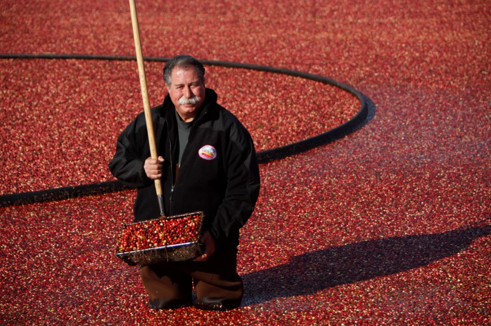 Cranberry Grower