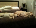 Dogs In Bed