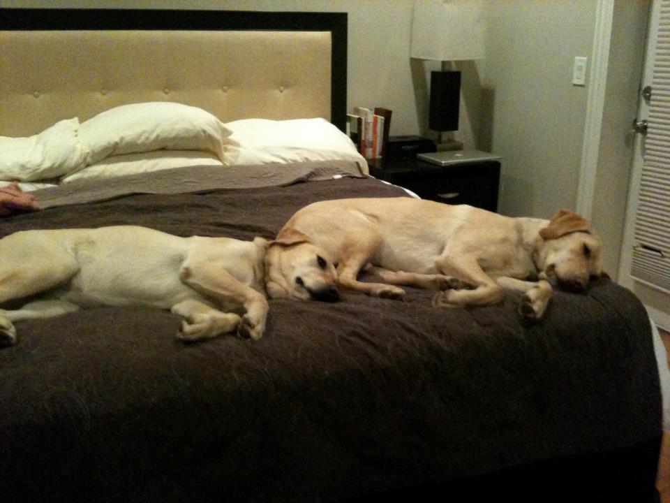 Dogs In Bed