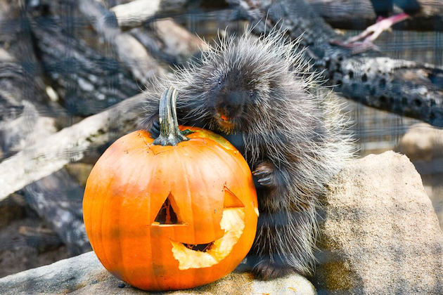 Halloween Zoo-tacular