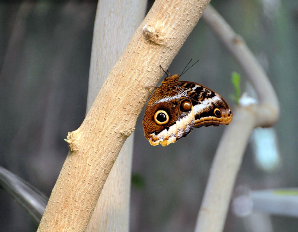 Butterfly Jungle