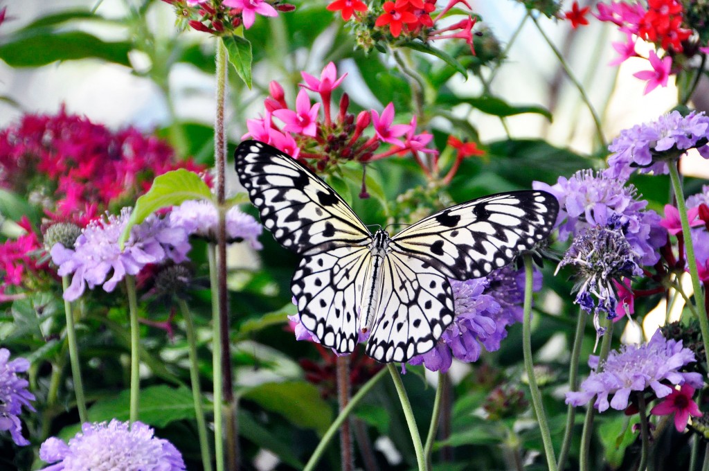 Butterfly Jungle