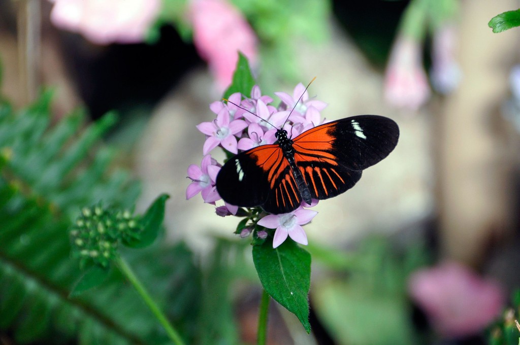 Butterfly Jungle