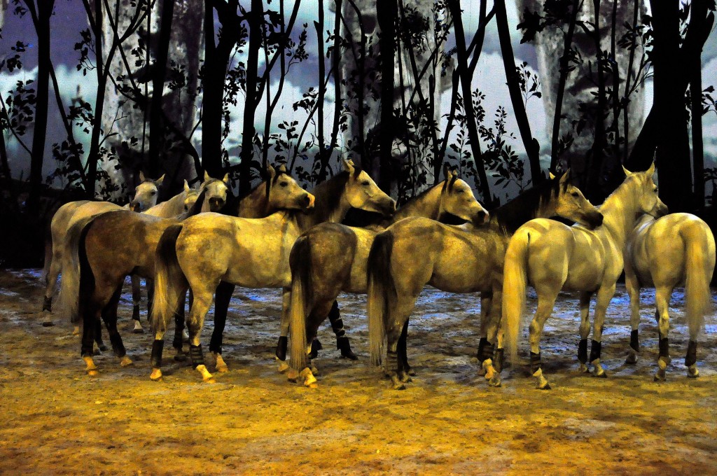 Cavalia Odysseo Horses