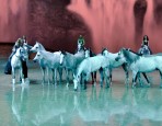 Cavalia