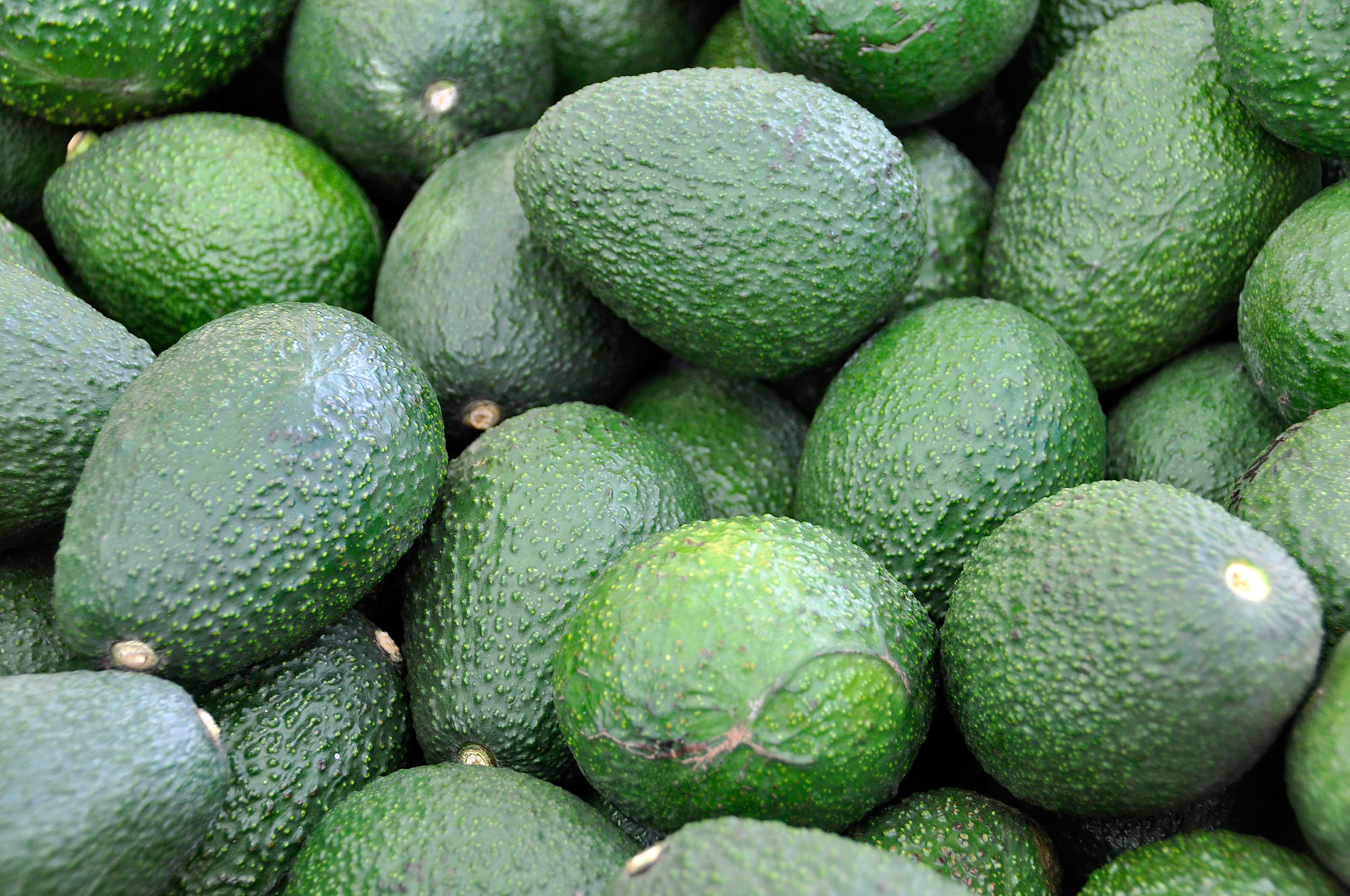 5 Reasons to Love California Avocados - Rockin Mama™