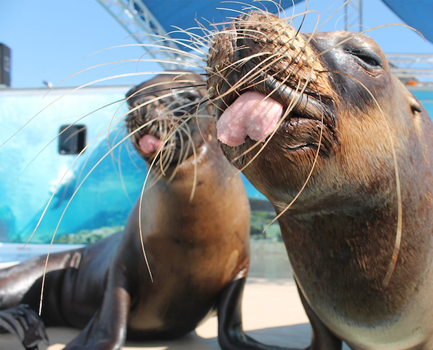 Sea Lions