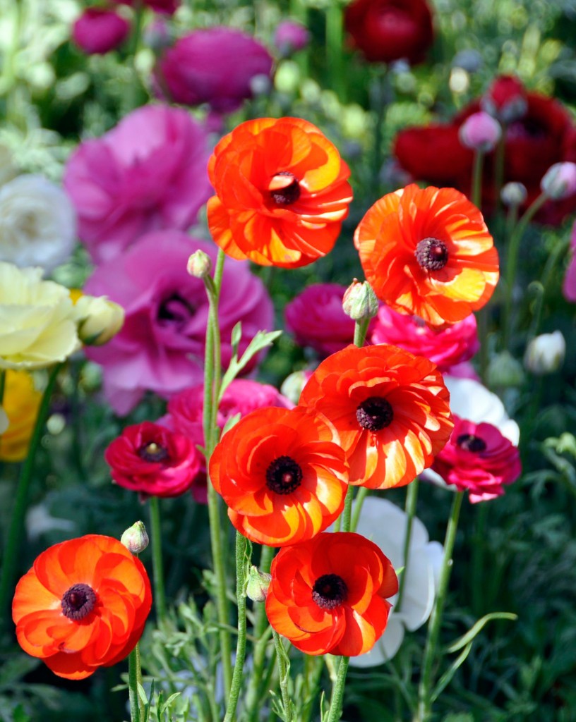 Spring Flowers at Knott's Berry Farm