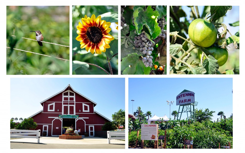 Centennial Farm