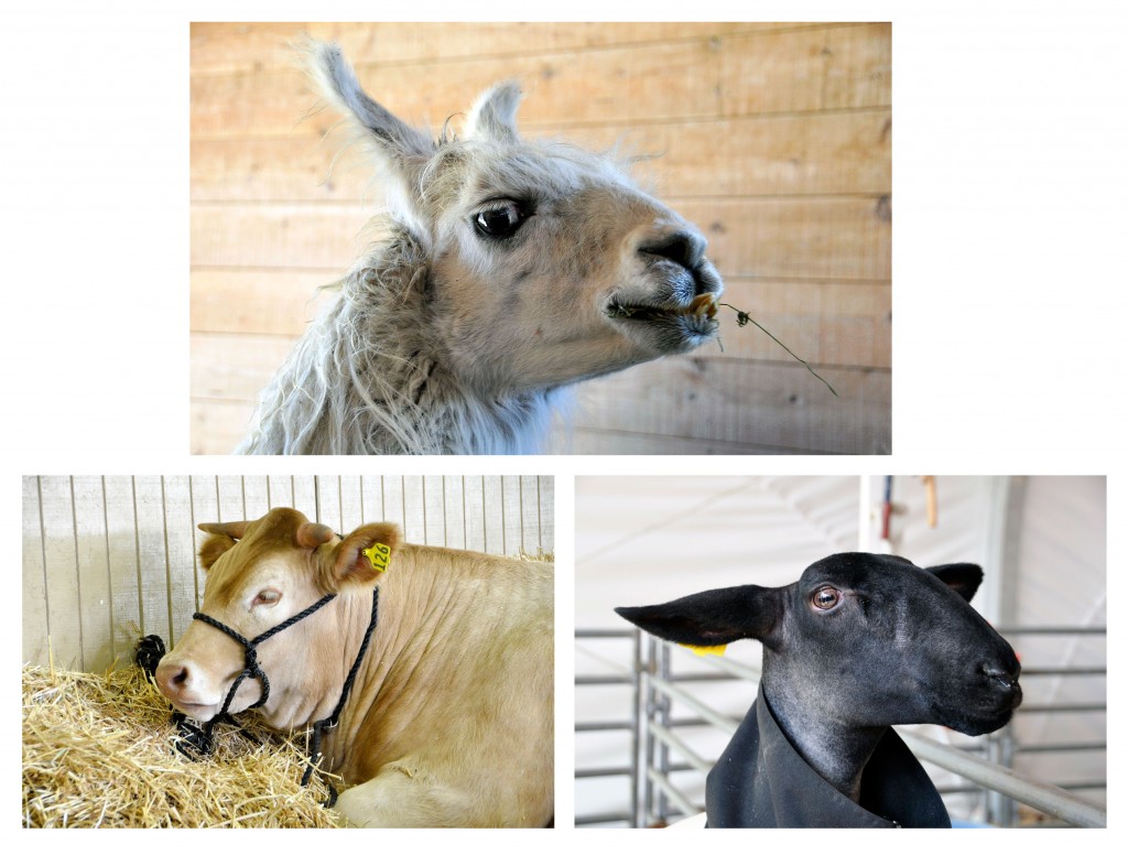 Animals at the Orange County Fair