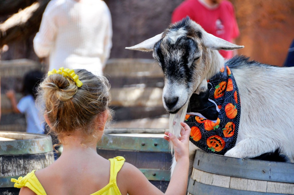 Petting Zoo at Disneyland