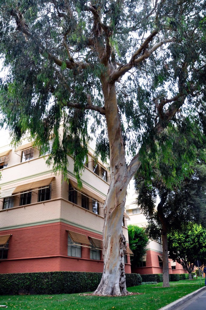 Trees at Walt Disney Studios