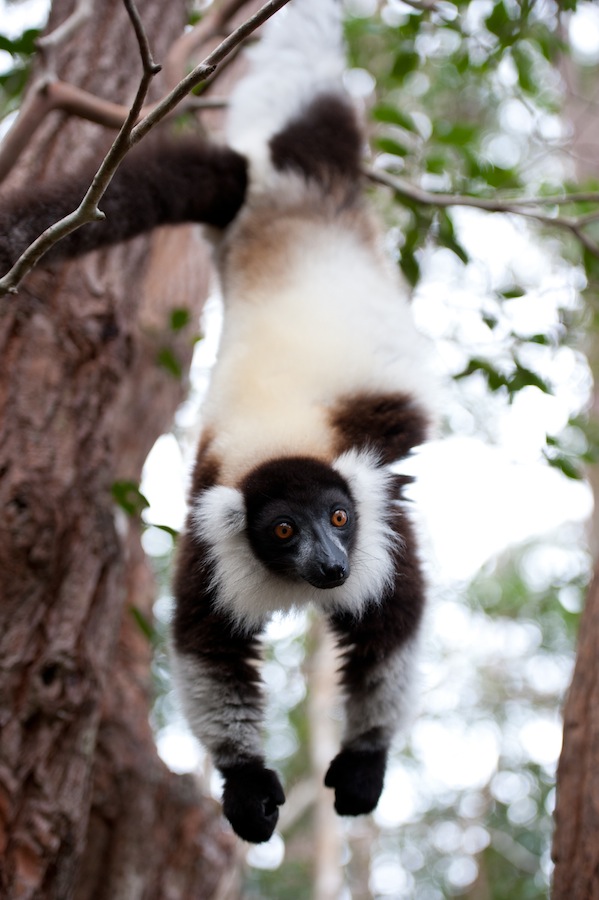 Black and White Ruffled Lemur