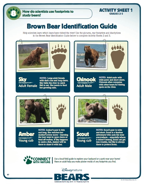 Brown Bear Identification Guide
