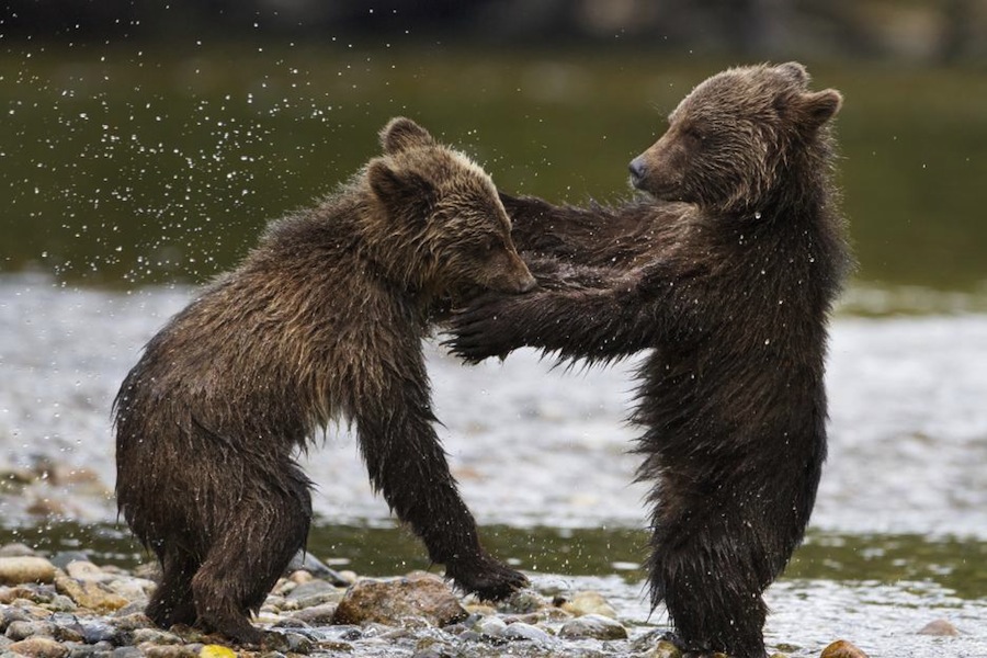 Grizzly Bear Cubs