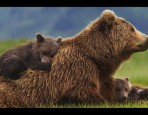 Grizzly Bear and Cubs