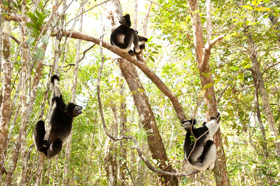 Indri Lemurs