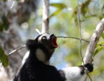 Lemur