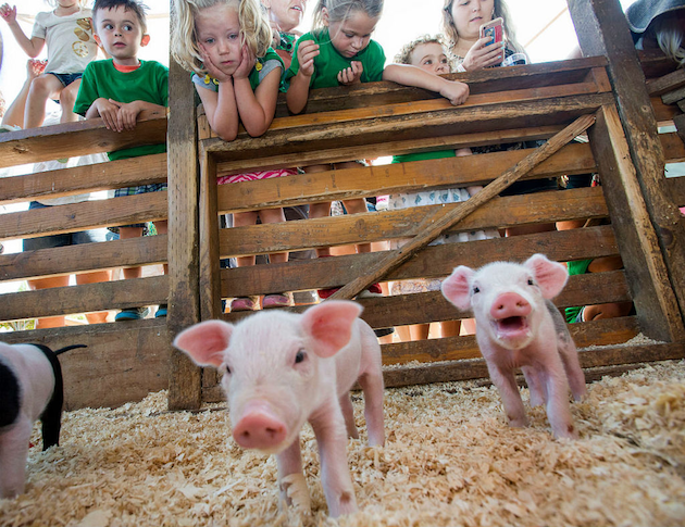 All-Alaskan Racing Pigs