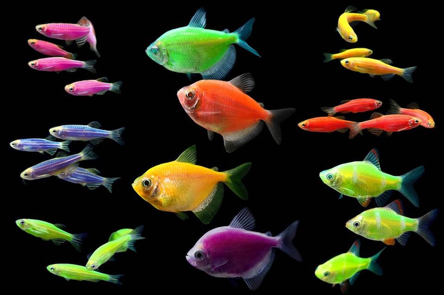Goft Fish How to Care for GloFish - Rockin Mama™