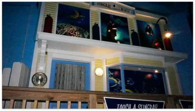 Stingray Exhibit at Clearwater\-Aquarium