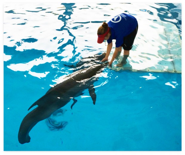 Winter from Dolphin Tale