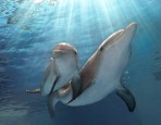 Winter and Hope from Dolphin Tale 2