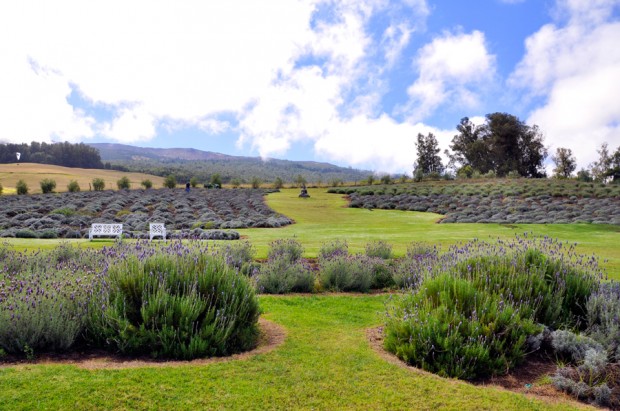 Ali'i Kula Lavender Farm