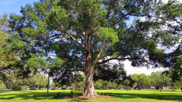 Oak Tree