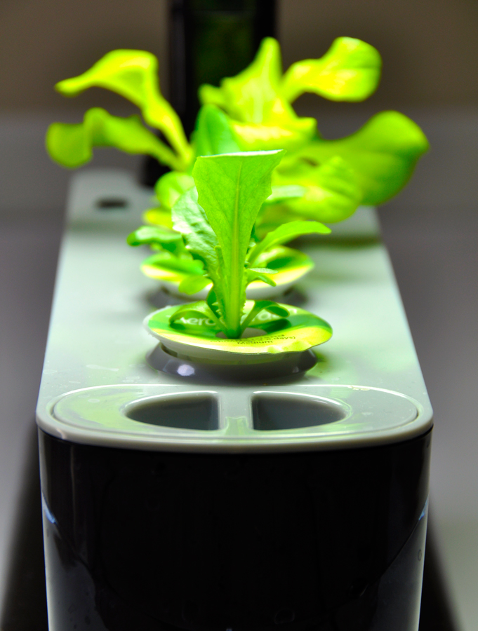 Best Indoor Gardening Tips Rockin Mama™