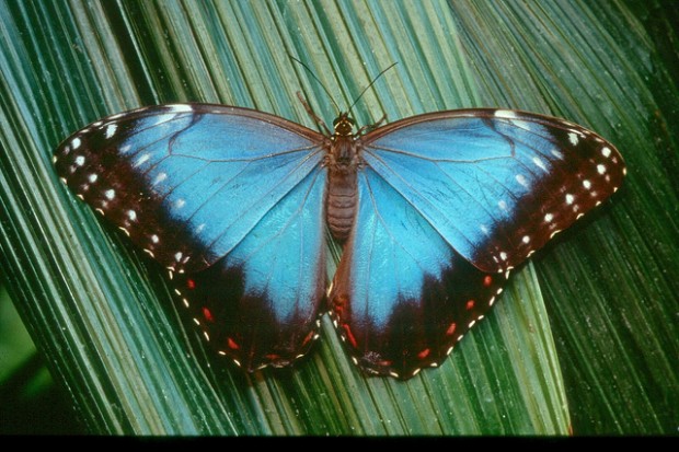 Blue Morpho Butterfly