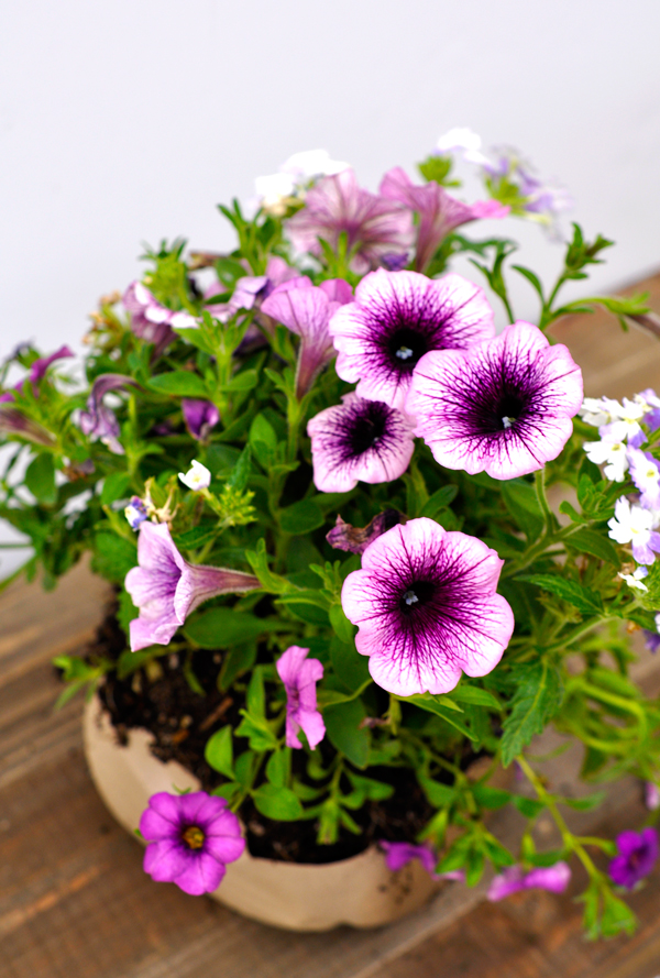 Recycled Milk Jug Planter