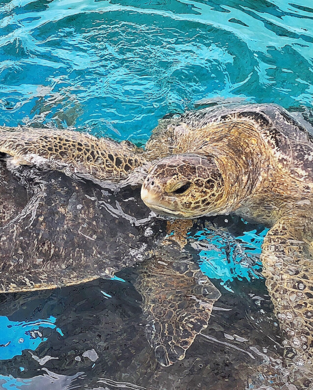 Green Sea Turtles