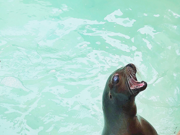 Sea Lion at SeaWorld