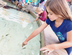 Touch Pool at SeaWorld