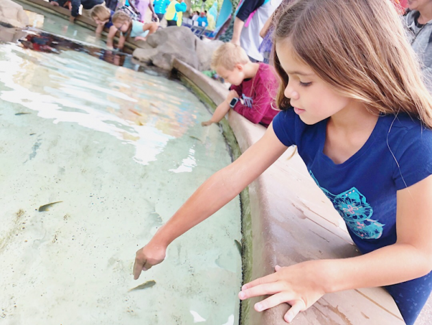 Touch Pool at SeaWorld