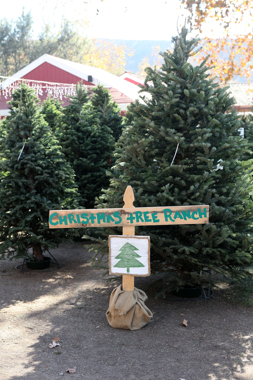 Christmas Tree Ranch