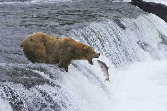 Brown Bear