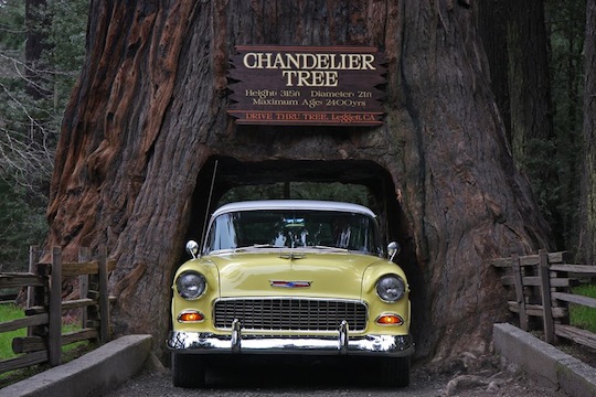Drive Through a Redwood Tree