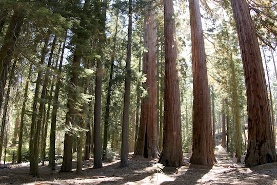 Sequoias