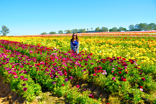 The Flower Fields Carlsbad