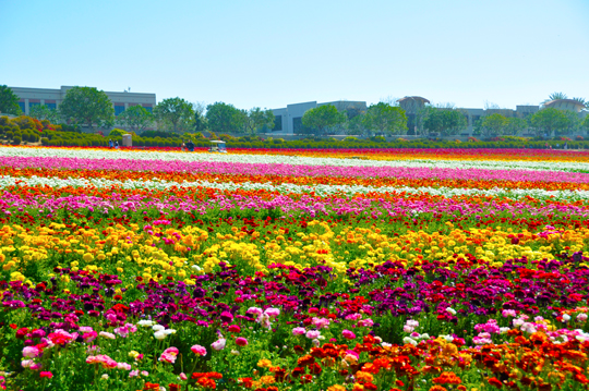 The Flower Fields at Carlsbad Ranch