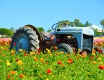 Tractor at The Flower Fields