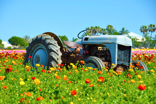 Tractor at The Flower Fields