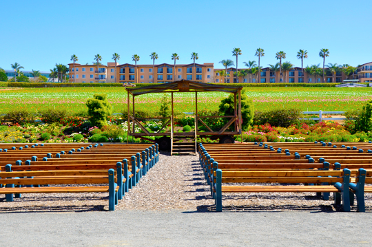 Wedding at The Flower Fields